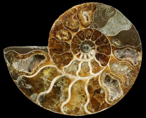 Agatized Ammonite Fossil (Half) #68810